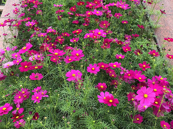 朔州友情鲜花|租摆室内外花木植物